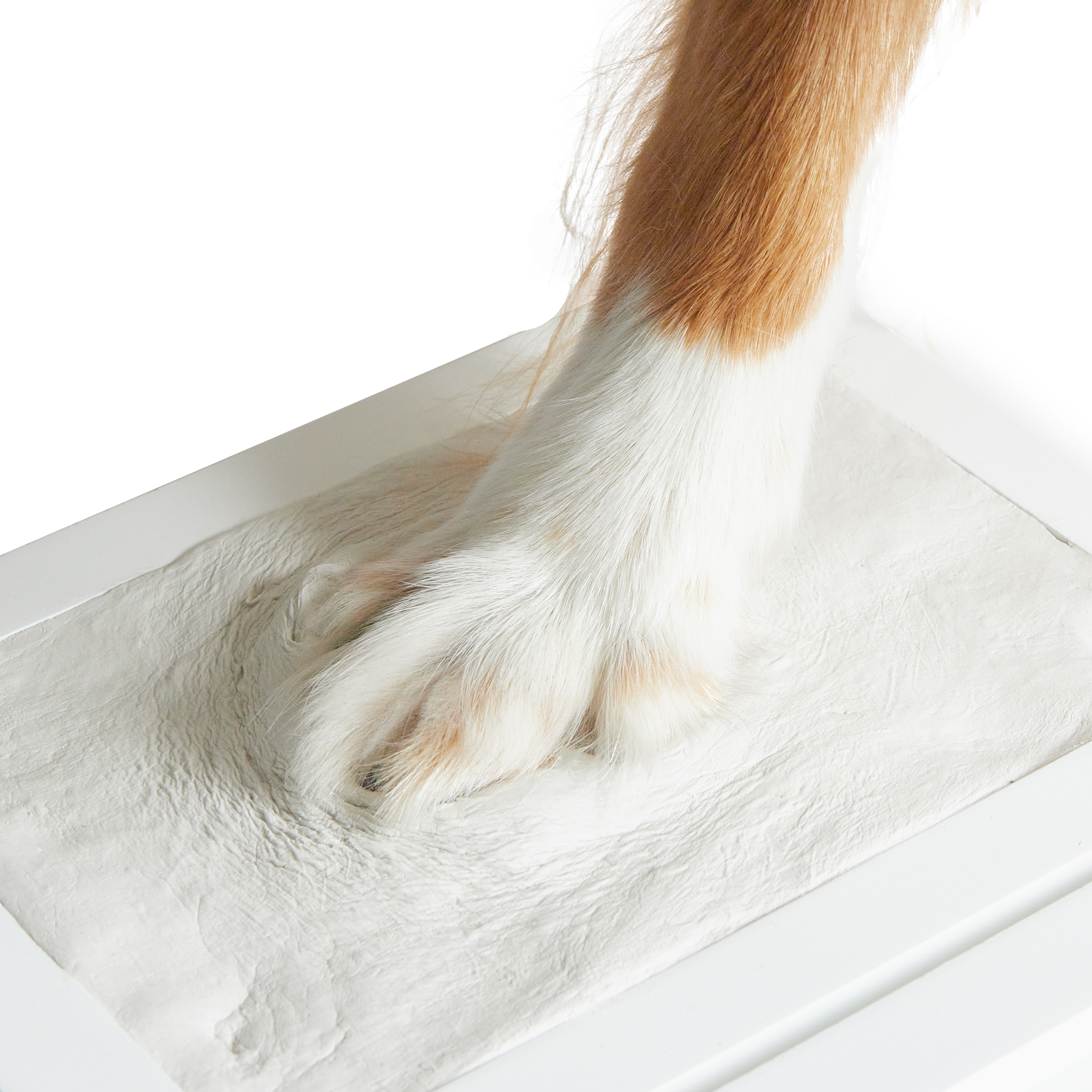 Bieco käe- ja jalajälje komplekt pildiraamiga