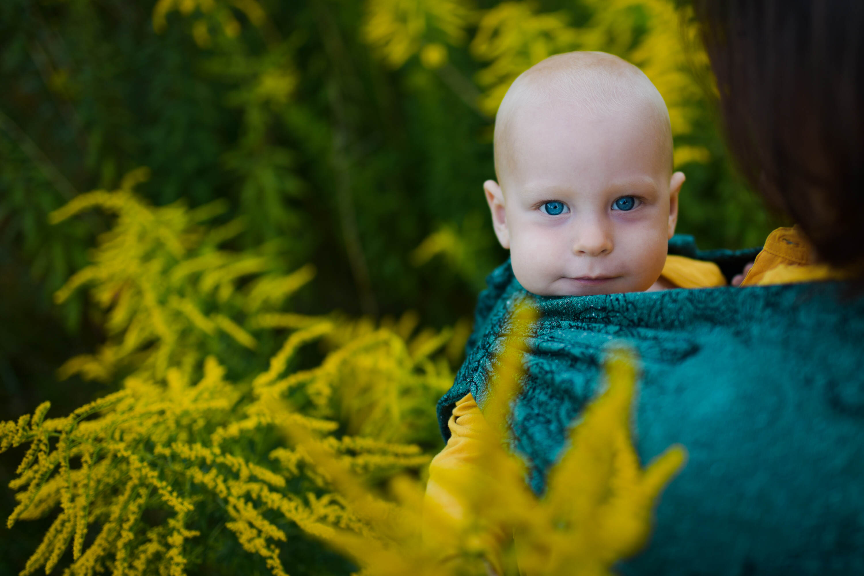 LennyHybrid kandekott, Wild Wine - Ivy